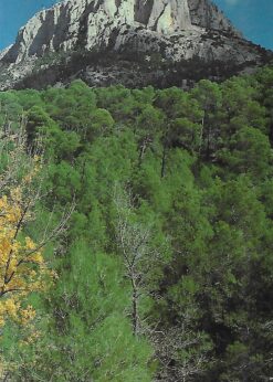 28572 247x346 - SIERRA ESPUÑA GUIA AMBIENTAL PARA VISITANTES